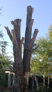 Арбористика-спил деревьев