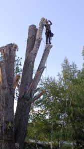 Арбористика-спил деревьев